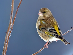 linnet