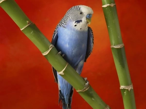 little parrot, bamboo