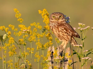 Flowers, Plants, owl, Little Owl, Bird