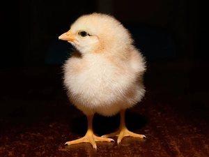 Little, chicken