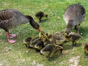 wild, little doggies, goslings, geese