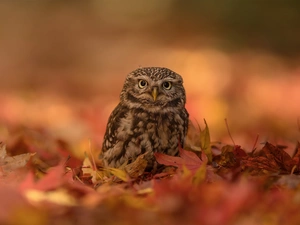 Bird, Little Owl, Leaf, owl