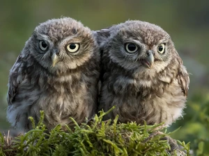 Two, Little Owl, Moss, Owls