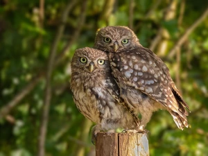 Two, Little Owl, snag, Owls
