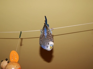 blue, little parrot, Wavy, Gray