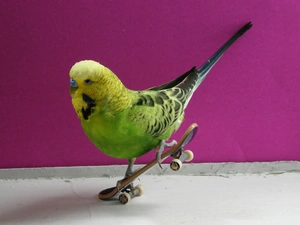 little parrot, skate