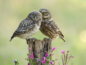 trunk, Flowers, Owls, Little Owl, Two