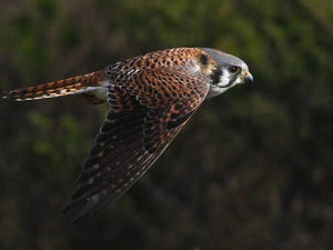 Locie, kestrel, ##