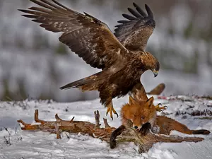 Lod on the beach, eagle, viewes, atack, trees, Fox