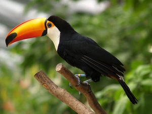 Toucan, Lod on the beach