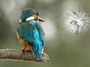 kingfisher, broken, Glass, Lod on the beach
