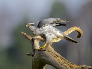 hawk, Lod on the beach