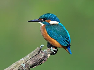 kingfisher, Lod on the beach