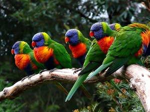 Parrots, Lod on the beach
