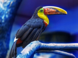 Toucan, Lod on the beach