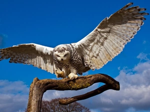 landing, Snowy Owl, Lod on the beach