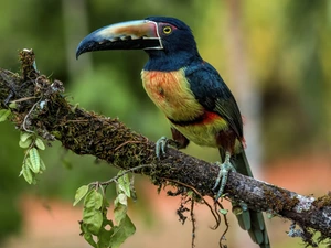 Lod on the beach, Leaf, Toucan, Arasari Visit poster, Bird