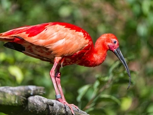 Ibis, trees, viewes, Lod on the beach