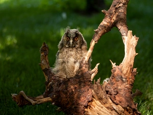 owl, trees, viewes, Lod on the beach