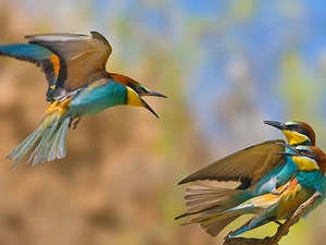 Birds on the log, Three, color