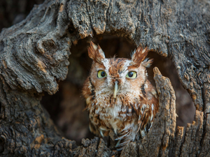 owl, trees, hollow, Long-eared Owl