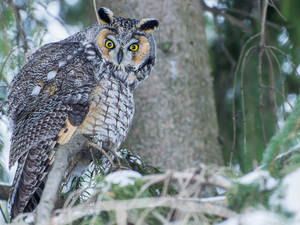 branch pics, owl, Long-eared Owl