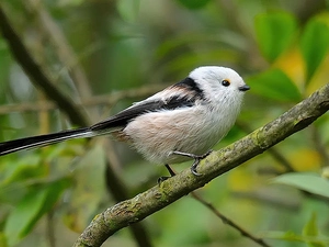 Long-tailed Tit