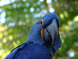 Hyacinth Macaw, The look