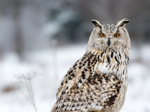 The look, owl, eagle-owl
