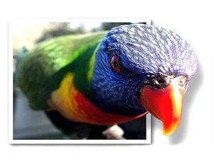 Coloured, Mountain Rainbow Lorikeet, 4d, parrot