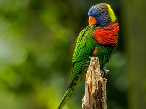 parrot, Mountain Rainbow Lorikeet