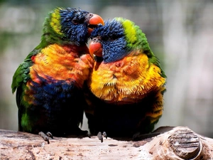 lorikeets Mountain, branch