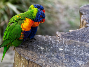 Two, lorikeets Mountain, trunk, Parrots