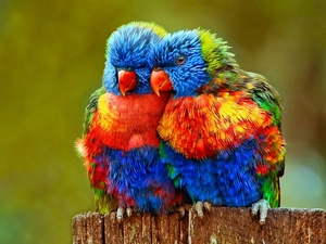 lorikeets Mountain