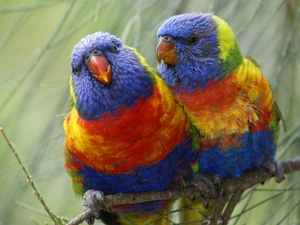 lorikeets Mountain, twig