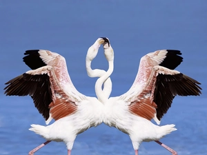 love, Flamingos, dance