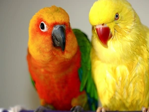 lovebirds, color, Parrots