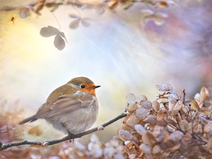 ligh, Bird, flash, Dry Plants, robin, sun, luminosity