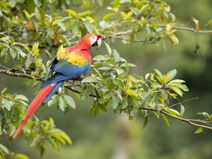 Twigs, parrot, Scarlet Macaw
