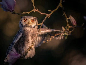 owl, Twigs, Magnolia, eagle-owl