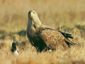 magpie, eagle, erne