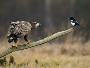 magpie, meet, erne