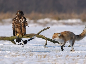 magpie, eagle, Fox