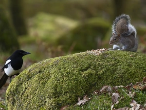 squirrel, Rocks, forest, magpie