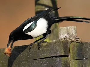 magpie