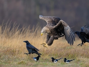 magpies, erne, Rooks