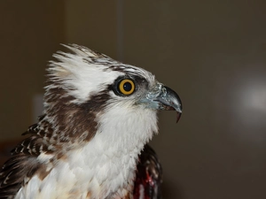 osprey, nose, eye, male