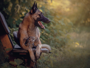 owl, dog, Bench, Plants, Little Owl, Belgian Shepherd Malinois