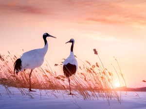 Manchurian Cranes, Two cars, snow, Cane, Great Sunsets, birds