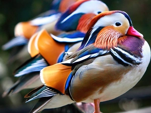 mandarin, Three, ducks